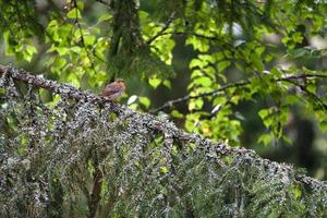 petirrojo en una rama de abeto con musgo y líquenes. pájaro cantor con pecho rojo anaranjado. foto