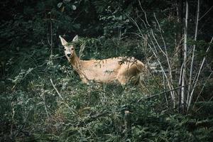 Deer in a clearing in front of the forest looking at the viewer. Wildlife observed photo