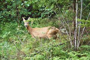 Deer in a clearing in front of the forest looking at the viewer. Wildlife observed photo