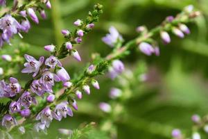 Heather. Branches with fine filigree purple flowers. Dreamy. Blurred background. photo