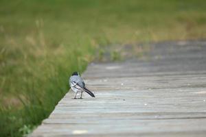 Pied wagtail on a footbridge at the water's edge. Songbird on the shore of a lake photo
