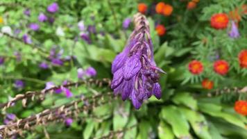 Flowerbed with flowers after rain with water drops video