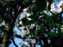 spring leaves on the tree photo