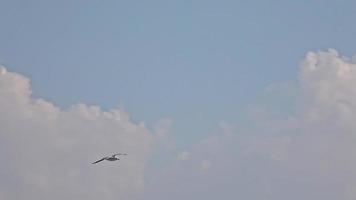 grupo de pájaros volando en el cielo video