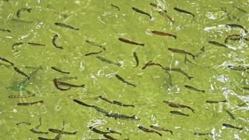 escuela de peces flotando en el agua del río verde video