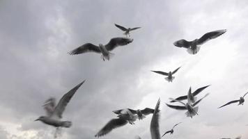 groep van vogelstand vliegend in de lucht video