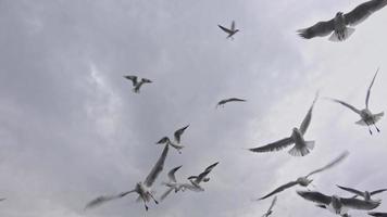 grupo de pássaros voando no céu video