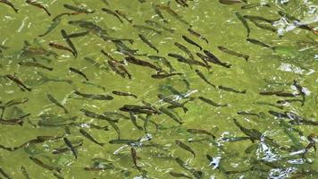 scuola di pesce galleggiante su verde fiume acqua video