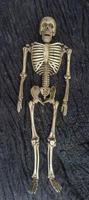 Small skeleton photo