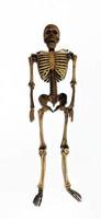 Small skeleton photo cropout