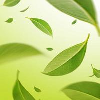 hojas verdes de remolino volador en el aire, productos saludables por concepto de ingredientes naturales orgánicos, toma de estudio sobre fondo verde pancarta larga foto