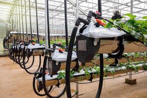 The hydroponics strawberry at greenhouse hydroponics farm with high technology farming in close system photo