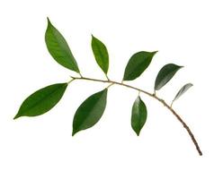 Twig with green leaves macro shot isolate on white background photo