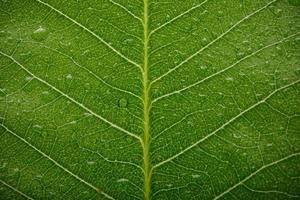 Structure of green leaves with water drop macro shot isolate on white background photo