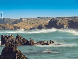 un grupo de gaviotas en las rocas foto