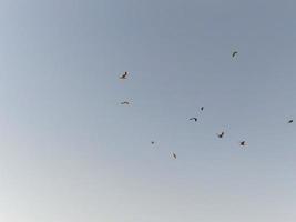 bandada de gaviotas despegando el vuelo foto