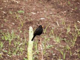 Blackbird on a ground photo