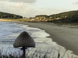 Fungus in front of Doninos photo