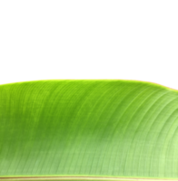 feuille d'héliconia tortuosa isolée avec chemins de détourage. png