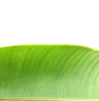 isolerat heliconia tortuosa blad med klippning stigar. png