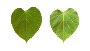 Isolated dregea volubilis leaf with clipping paths. png