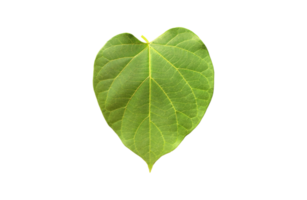 Isolated dregea volubilis leaf with clipping paths. png