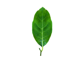 Isolated young and fresh leaf of jackfruit with clipping paths. png