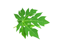 Isolated young and fresh papaya leaf with clipping paths. png