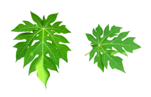 Isolated young and fresh papaya leaf with clipping paths. png