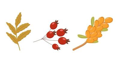 elements of autumn nature berries leaves twigs vector