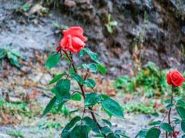 Rose in the rain photo