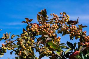 red sentinal crab apple malus sylvestris in the old Country next to Hamburg photo