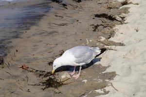 Seagull Larinae at the baltic sea photo