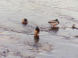 patos en el estuario foto