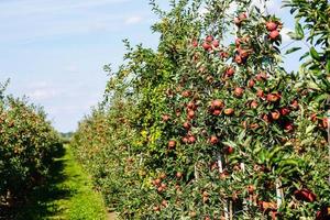 red sentinal crab apple malus sylvestris in the old Country next to Hamburg photo