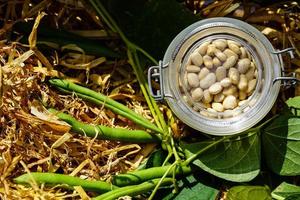 Garden beans Phaseolus vulgaris in the old land next to hamburg photo