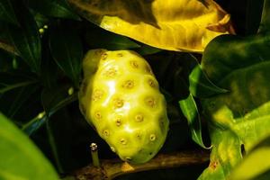 una fruta de noni morinda citrifolia en santa lucía foto