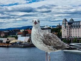Seagull Larinae at the baltic sea photo
