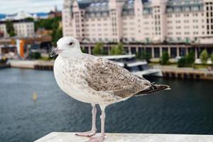 Seagull Larinae at the baltic sea photo