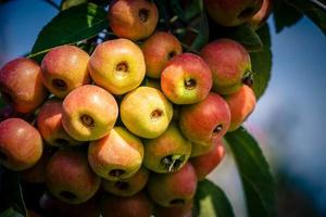 Manzana de cangrejo rojo centinela Malus sylvestris en el viejo país junto a Hamburgo foto