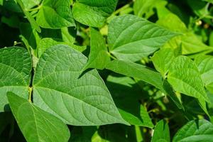 Garden beans Phaseolus vulgaris in the old land next to hamburg photo