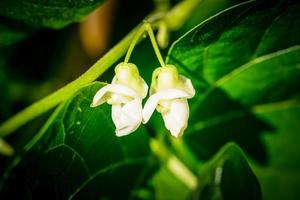 Garden beans Phaseolus vulgaris in the old land next to hamburg photo