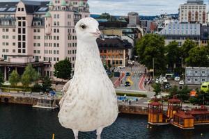 Seagull Larinae at the baltic sea photo