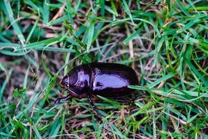 female rhinoceros beetle Oryctes nasicornis in the garden photo