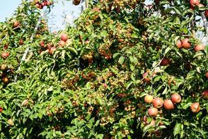 Manzana de cangrejo rojo centinela Malus sylvestris en el viejo país junto a Hamburgo foto