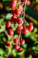 red sentinal crab apple malus sylvestris in the old Country next to Hamburg photo