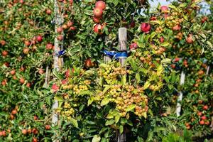 red sentinal crab apple malus sylvestris in the old Country next to Hamburg photo