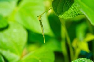 Frijoles de jardín Phaseolus vulgaris en la antigua tierra junto a Hamburgo foto