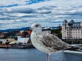 Seagull Larinae at the baltic sea photo