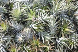 Pile of Pineapple cork, agriculturist can plant continue to grow. photo